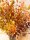 EUROPALMS Eucalyptus spray, artificial, orange, 110cm