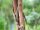 EUROPALMS Lemon Tree, artificial plant, 180cm
