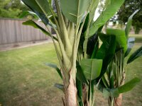 EUROPALMS Banana Tree, artificial plant, 210cm