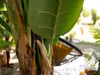 EUROPALMS Banana Tree, artificial plant, 170cm