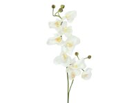 EUROPALMS Orchid branch, artificial, cream-white, 100cm