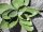 EUROPALMS Agave (EVA), artificial, green, 35cm