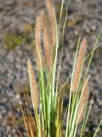 EUROPALMS Fountain grass, artificial, 120cm