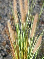 EUROPALMS Fountain grass, artificial, 120cm