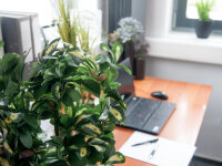 EUROPALMS Schefflera, artificial,120cm