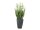 EUROPALMS Lavender, artificial plant, cream, in pot, 45cm