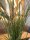 EUROPALMS Reed (grass),  artificial, 145cm