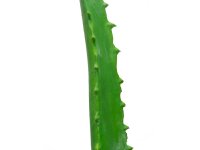 EUROPALMS Aloe-Vera-Pflanze, Kunstpflanze, 63cm