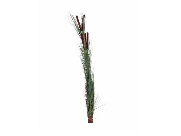 EUROPALMS Reed grass with cattails,dark-green, artificial, 152cm