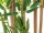 EUROPALMS Bamboo Deluxe, artificial plant, 150cm