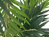 EUROPALMS Parlor Palm, artificial plant, 150cm