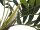 EUROPALMS Parlour Palme, Kunstpflanze, 150cm