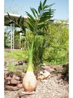 EUROPALMS Phoenix palm, artificial plant, 240cm