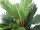 EUROPALMS Kentia palm tree, artificial plant, 120cm