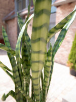 EUROPALMS Sukkulenten-Mix, Kunstpflanze, 190cm