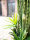 EUROPALMS Sukkulenten-Mix, Kunstpflanze, 190cm