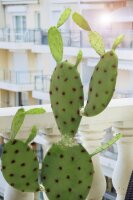 EUROPALMS Nopal cactus, artificial plant, 75cm