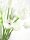 EUROPALMS Crystal tulip, artificial flower, white 61cm 12x