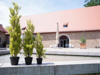 EUROPALMS Cypress, Leyland, artificial plant, 60cm