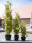 EUROPALMS Cypress, Leyland, artificial plant, 60cm