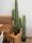 EUROPALMS Mexican Cactus, artificial plant, green, 97cm