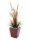 EUROPALMS LEICHTSIN BASIC-50, shiny-red