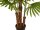 EUROPALMS Fan Palm, artificial plant, 165cm