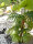 EUROPALMS Fan Palm, artificial plant, 165cm