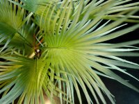 EUROPALMS Fan Palm, artificial plant, 55cm