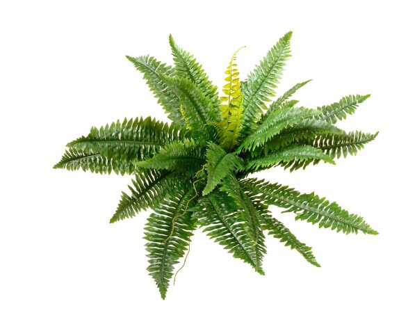 EUROPALMS Boston Fern, artificial plant,53cm