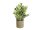 EUROPALMS Table plants in pots, artificial plant, Set of 3