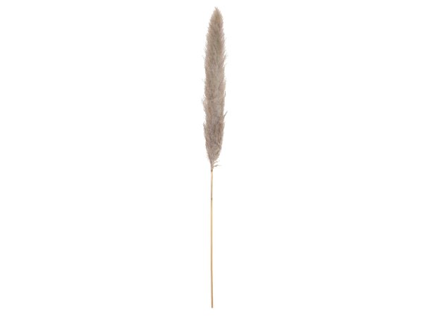 JOLIPA Pampas Grass Branch, dried, natural, 137cm