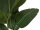 EUROPALMS Strelitzie, Kunstpflanze, 110cm