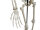EUROPALMS Halloween Skeleton, standing, 150 cm